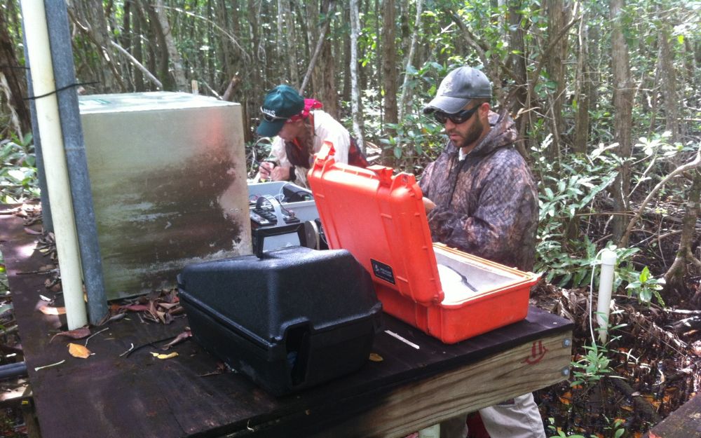 Researchers sampling at a mangrove site in Shark River slough