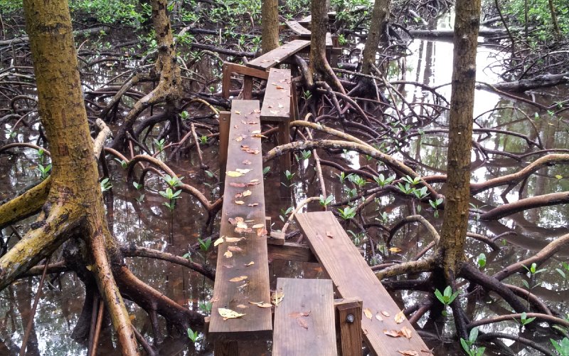 Boardwalk in the mangroves in Shark River Slough