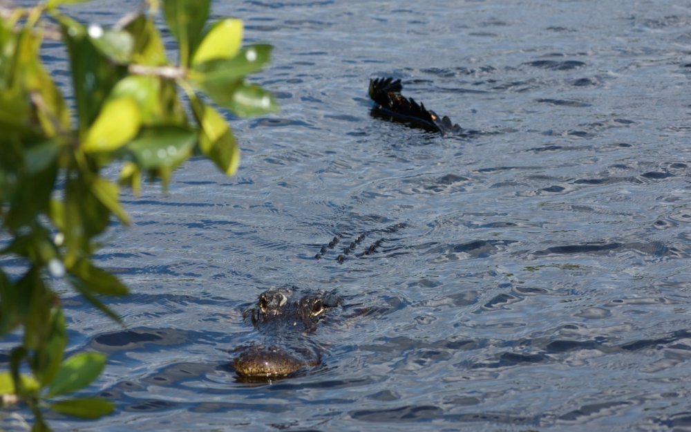 Swimming alligator