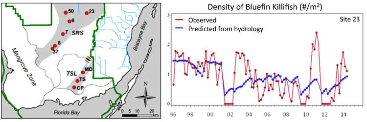 Graph showing the observed and predicted density of bluefin killifish over time and map of Everglades research sites where data was collected