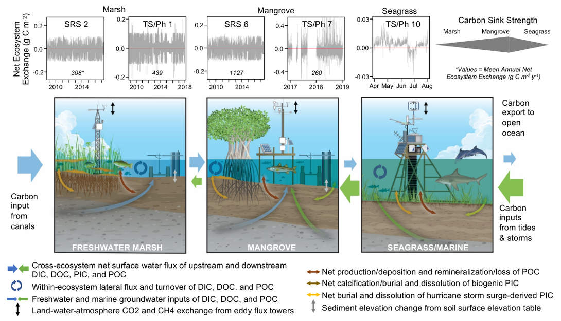 Measurement of net ecosystem carbon balance
