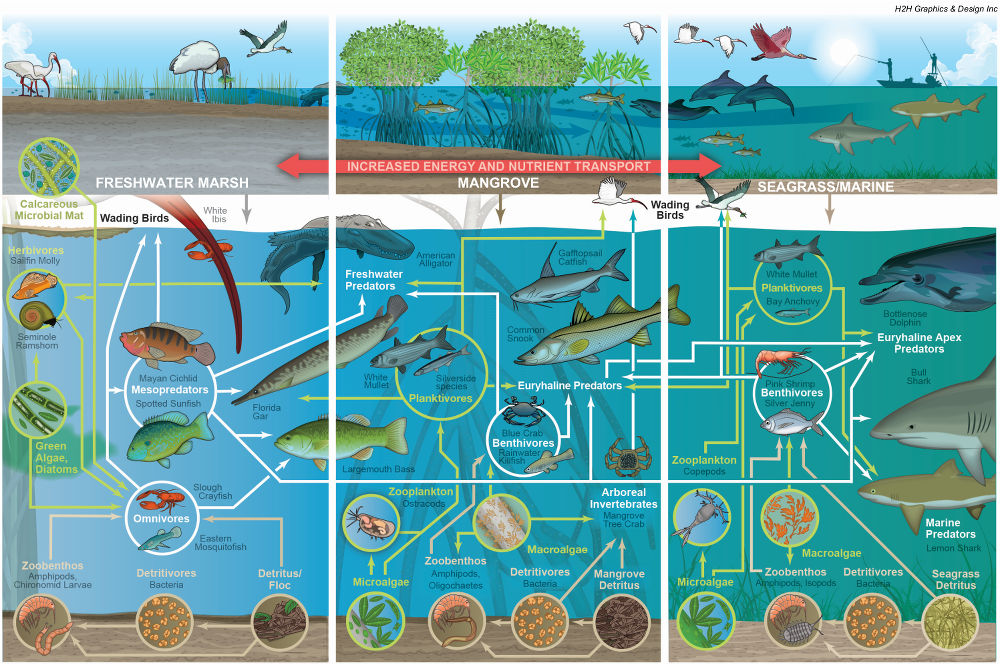 Diagram of the Florida Coastal Everglades food web