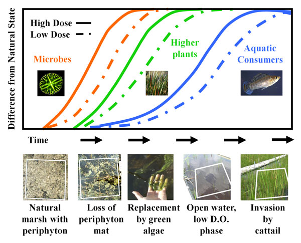 Graphic showing effects of phosphorus enrichment on peripyton mats, microbes, higher plants, and aquatic consumers