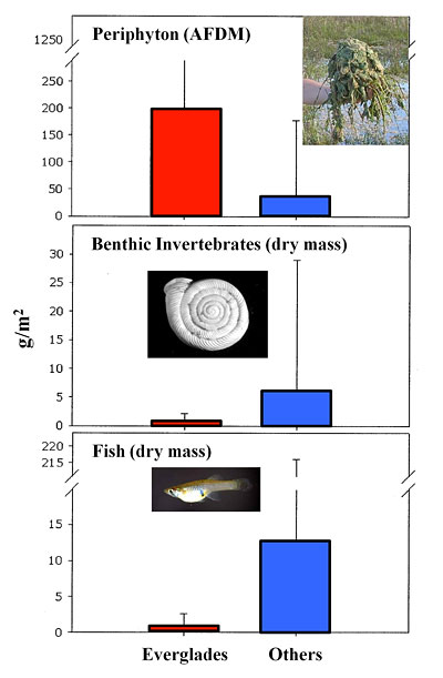 Graphs comparing the biomass of periphyton, invertebrates, and fish in the Everglades to other aquatic ecosystems