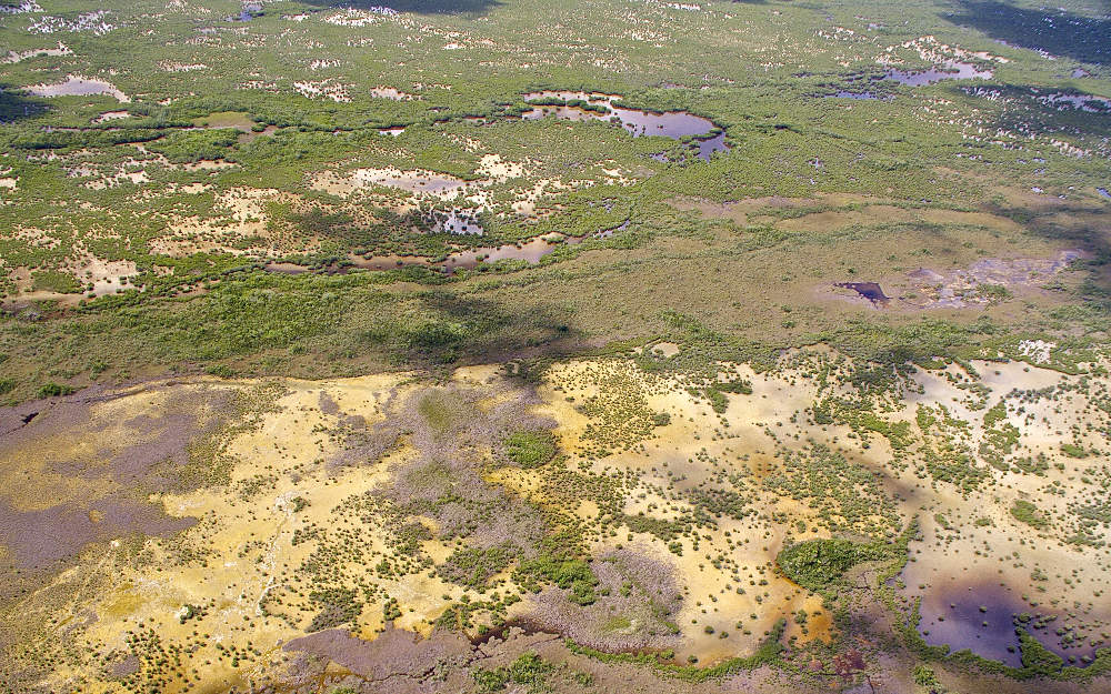 Ecotone interface between mangrove and sawgrass in lower Shark River Slough