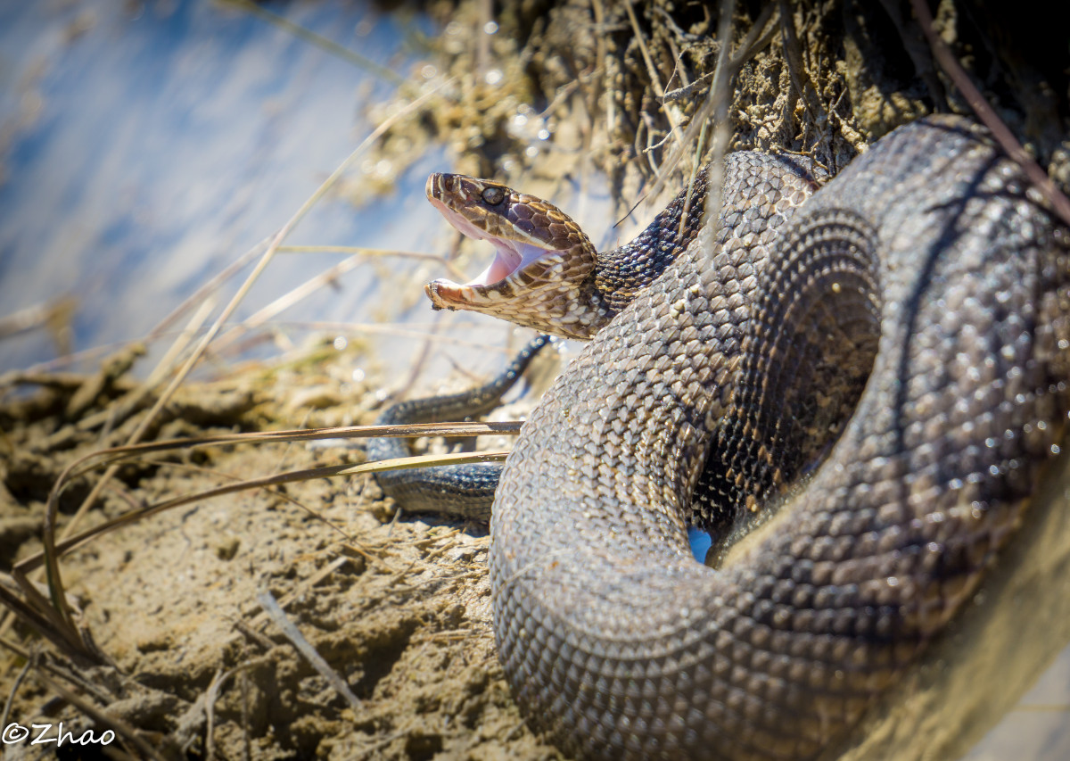 Florida cottonmouth. Agkistrodon conanti is a semi-aquatic venomous snake species. This snake in the picture is one of those that reside on our observation facilities at Taylor Slough, the Everglades.