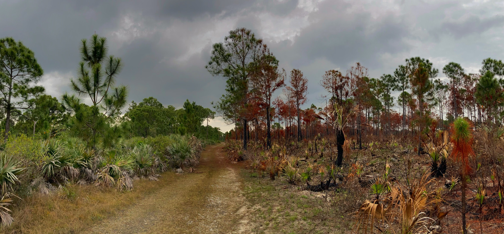 Prescribed Burn Pine Rockland within Deering Estate at Cutler’s Natural Area