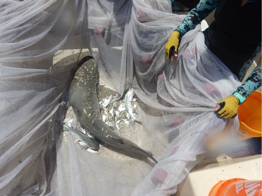 Anchovy camouflage. If you look closely, you’ll notice a juvenile female bullshark that made its way into our seine net and tried to hide from us in the anchovies.