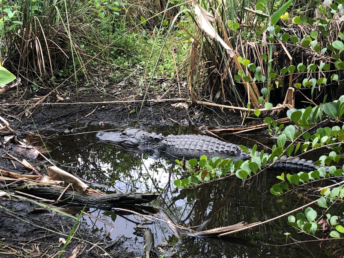 Lone gator