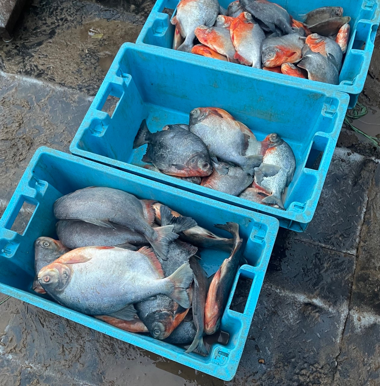 Blue foods. Iquitos Desembarcadero. Loreto, Peru 2022