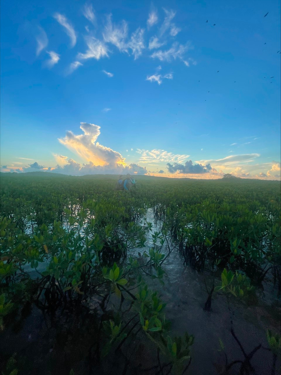 Biscayne Bay Coastal wetlands